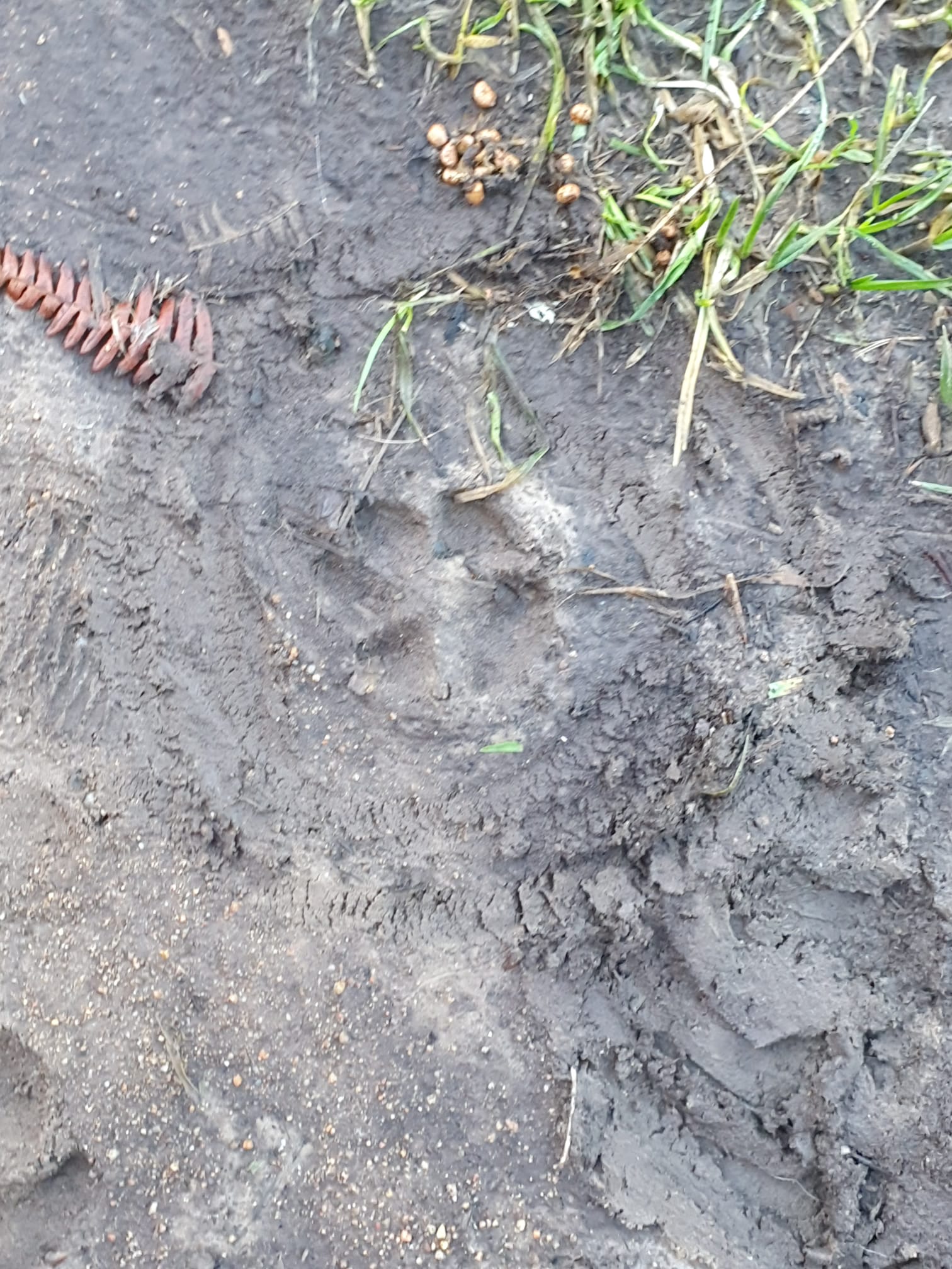 Podcast “En piste”