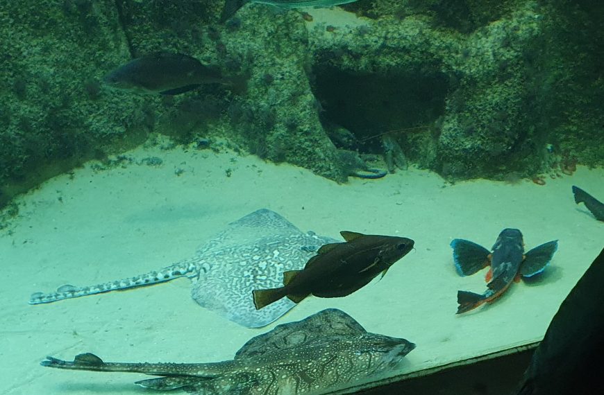 Sortie scolaire à l’Aquarium marin de Trégastel pour les enfants de la MS au CM2.