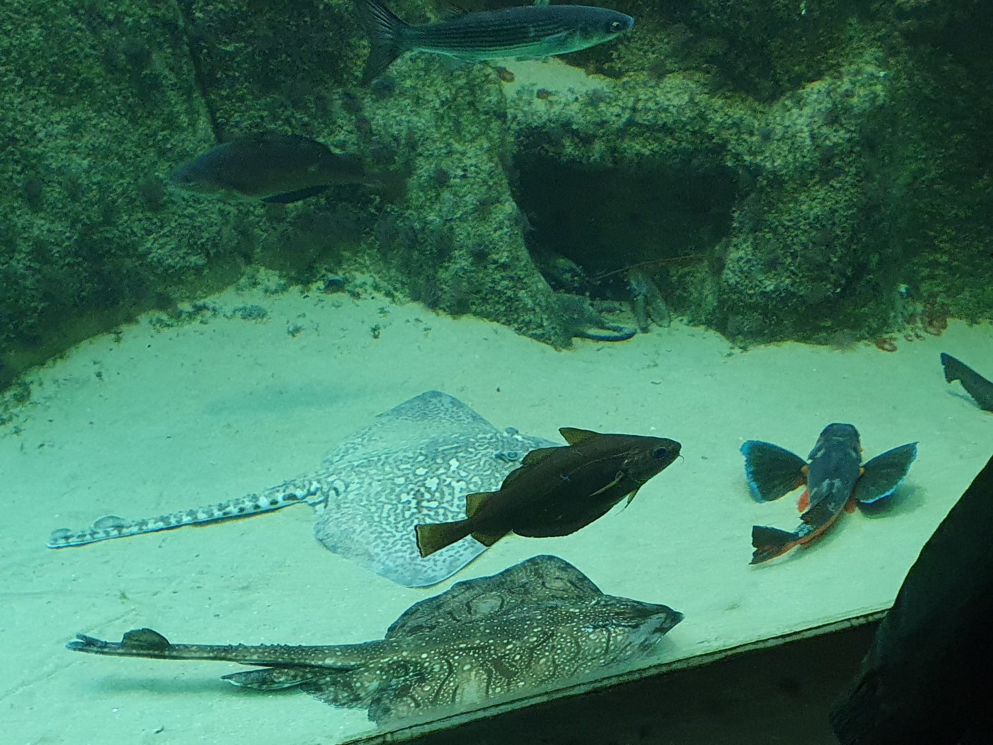 Sortie scolaire à l’Aquarium marin de Trégastel pour les enfants de la MS au CM2.