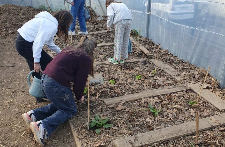 Ça pousse sous la serre !