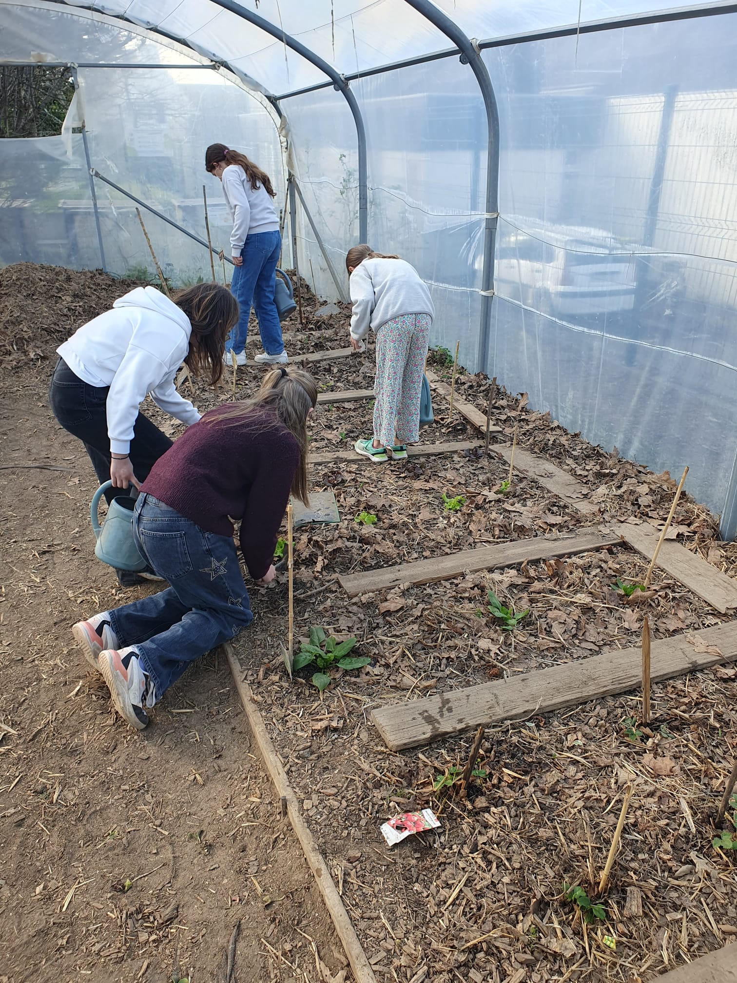 Ça pousse sous la serre !
